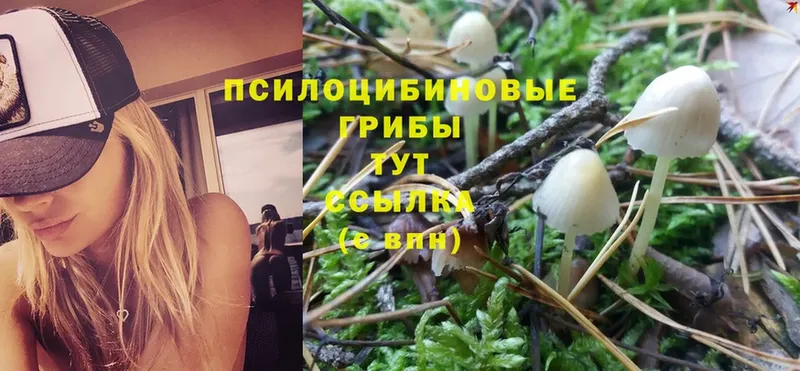 цена   Сергач  Галлюциногенные грибы Psilocybe 